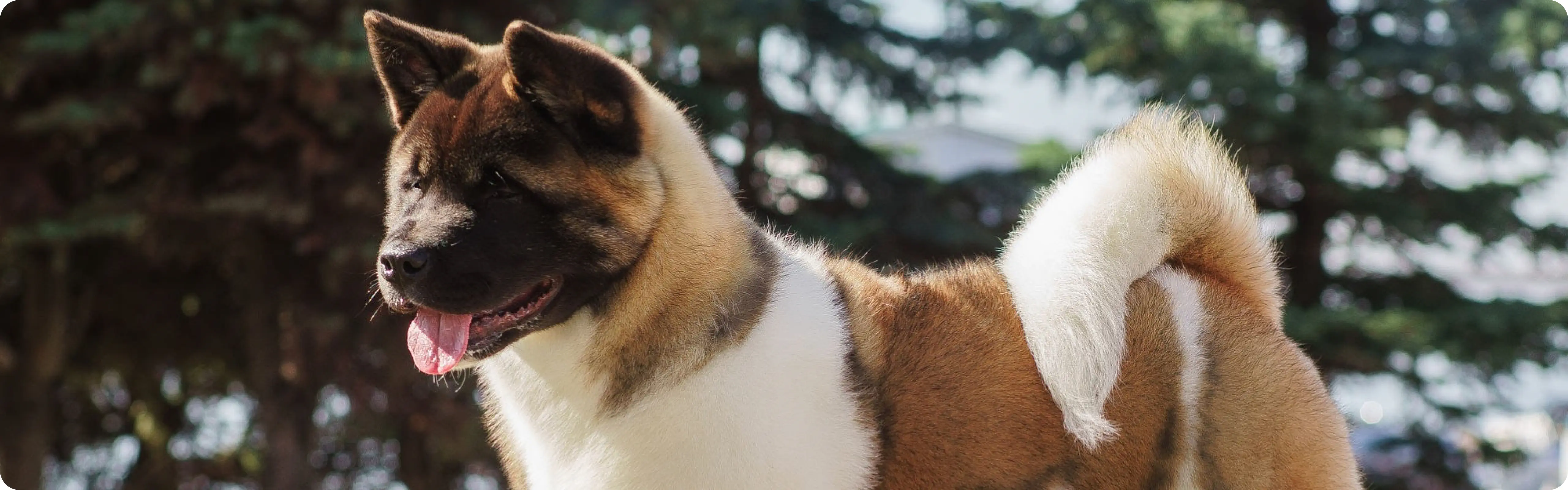 Akita