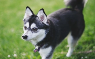 Alaskan Klee Kai is an intelligent, loyal, and energetic breed. A miniature husky-type dog perfect for active homes and alert companionship.