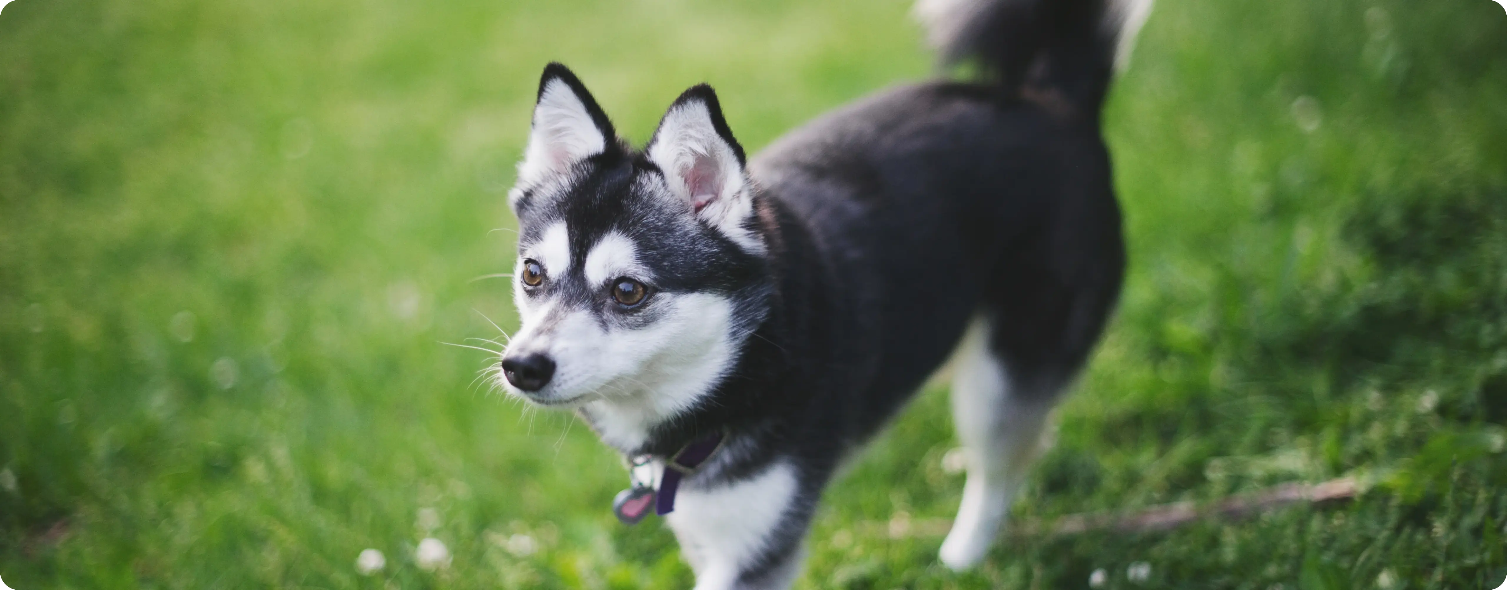 Alaskan Klee Kai