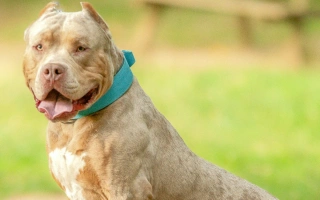 Meet the American Bully – a loyal, people-loving breed with a muscular build and a calm temperament. Learn about their care, exercise needs, and unique personality.