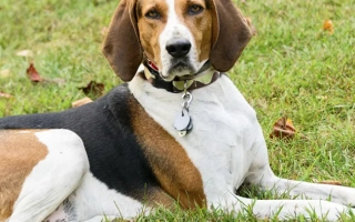 American English Coonhound is a fast, sociable, and energetic breed. Great for active owners seeking a loyal hunting and family companion.