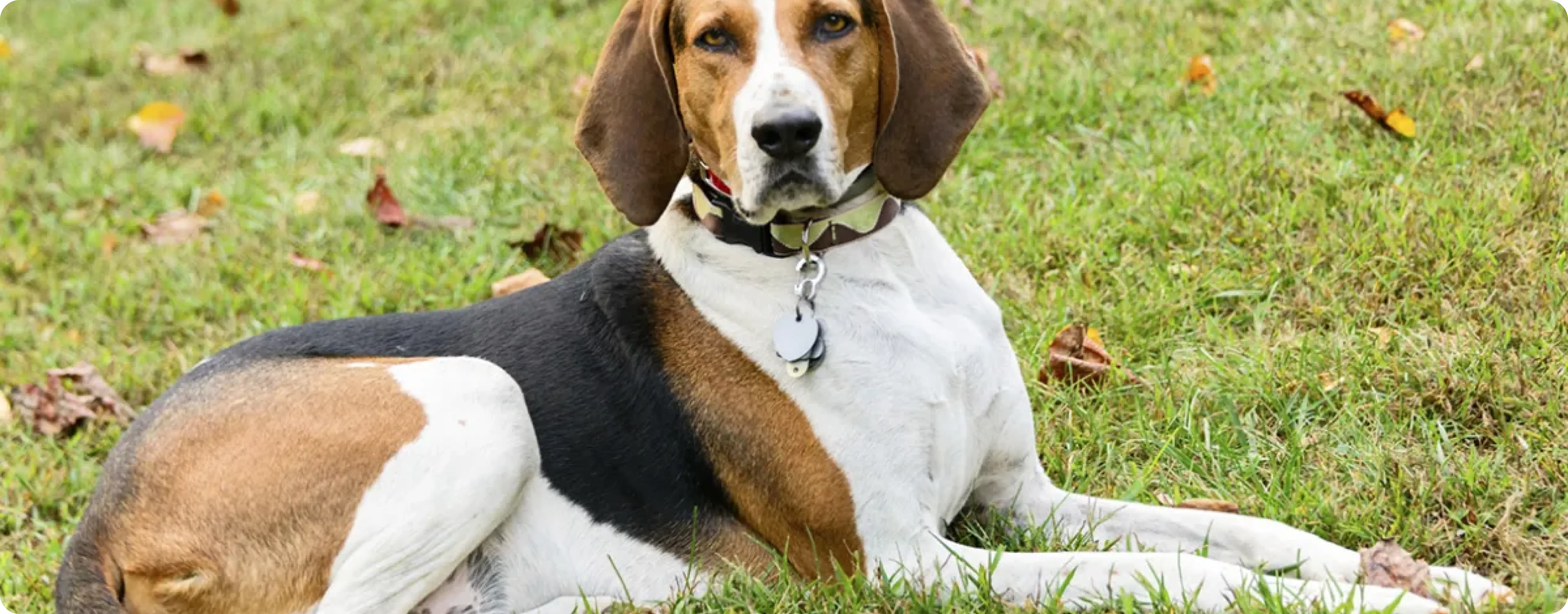 American English Coonhound