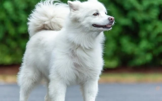 American Eskimo Dog is intelligent, affectionate, and alert. A fluffy white companion ideal for families and active, engaged households.