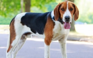 American Foxhound is a sweet, active scent hound with high endurance. Ideal for country homes and families with an active lifestyle.