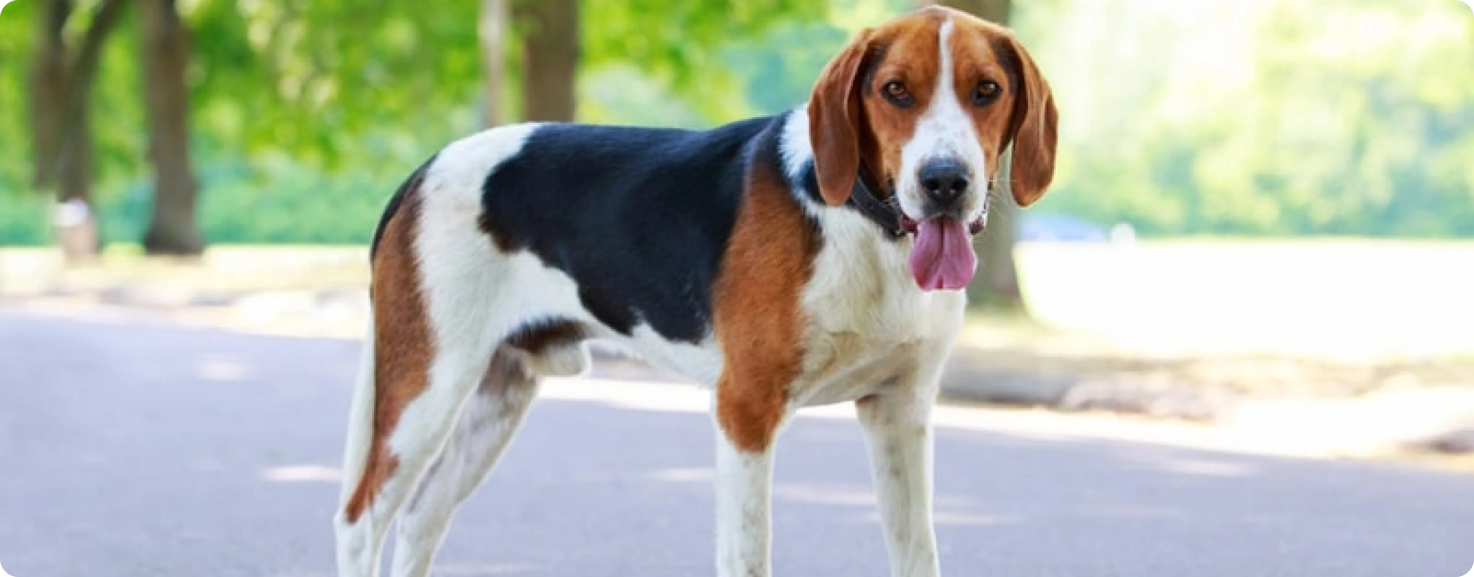 American Foxhound