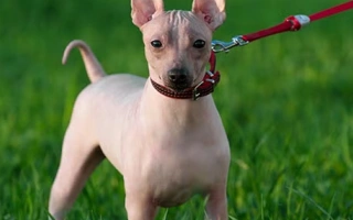 American Hairless Terrier is intelligent, active, and affectionate. A unique hairless breed ideal for allergy-sensitive and attentive owners.