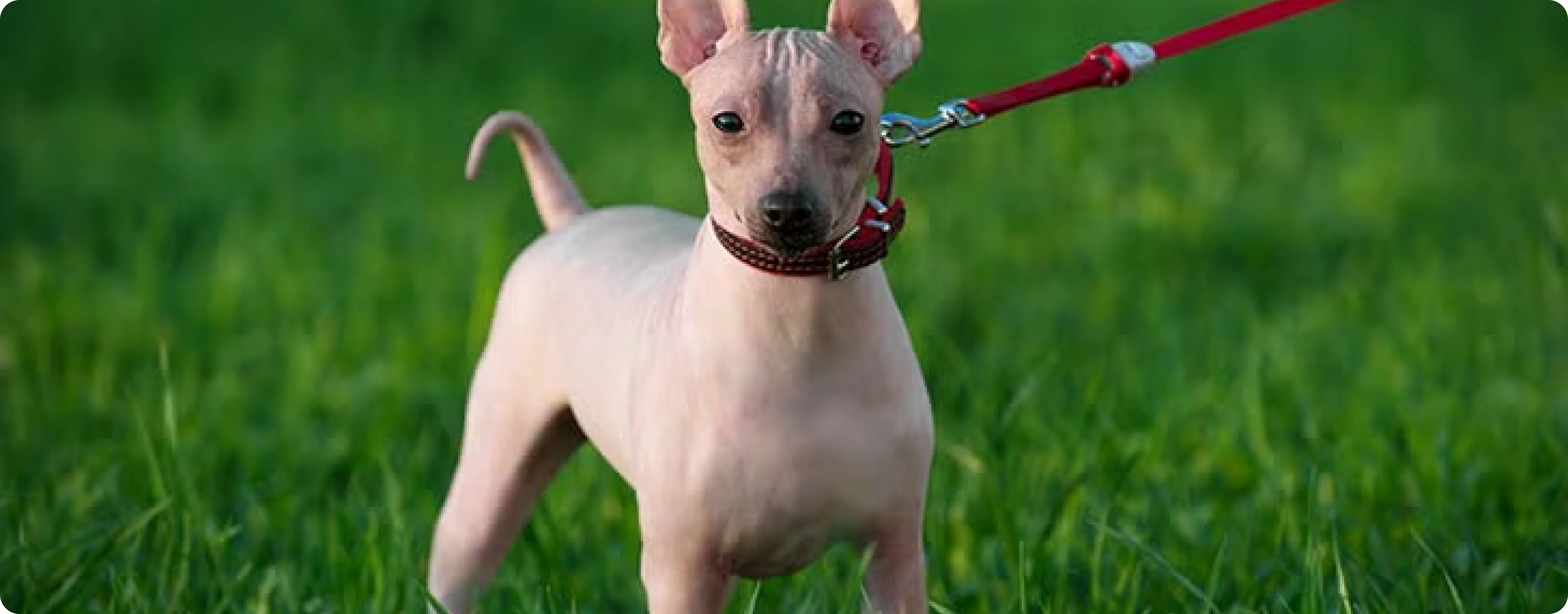 American Hairless Terrier