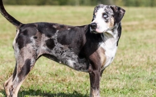 American Leopard Hound is a powerful, adaptable, and loyal hunter. Ideal for active families and outdoor lifestyles in rural environments.