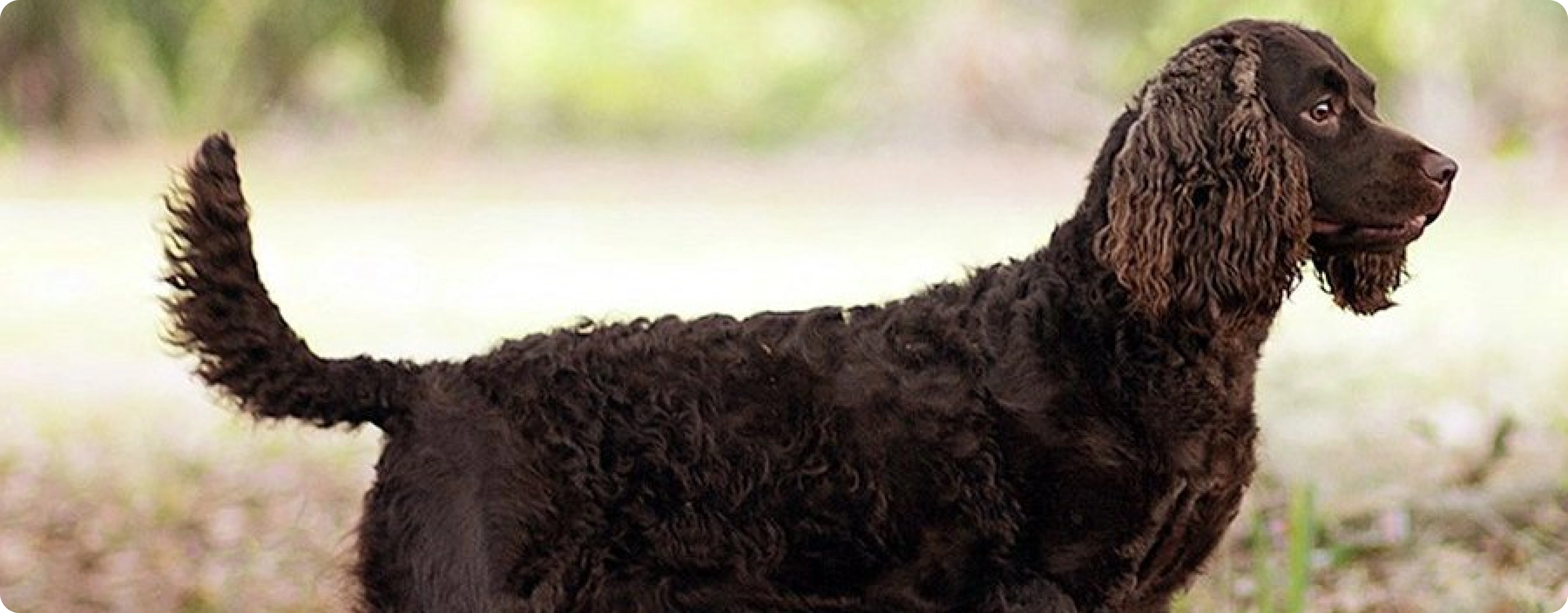 American Water Spaniel