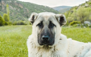 Anatolian Shepherd Dog is a loyal, independent livestock guardian. Best suited for experienced owners and rural or spacious environments.