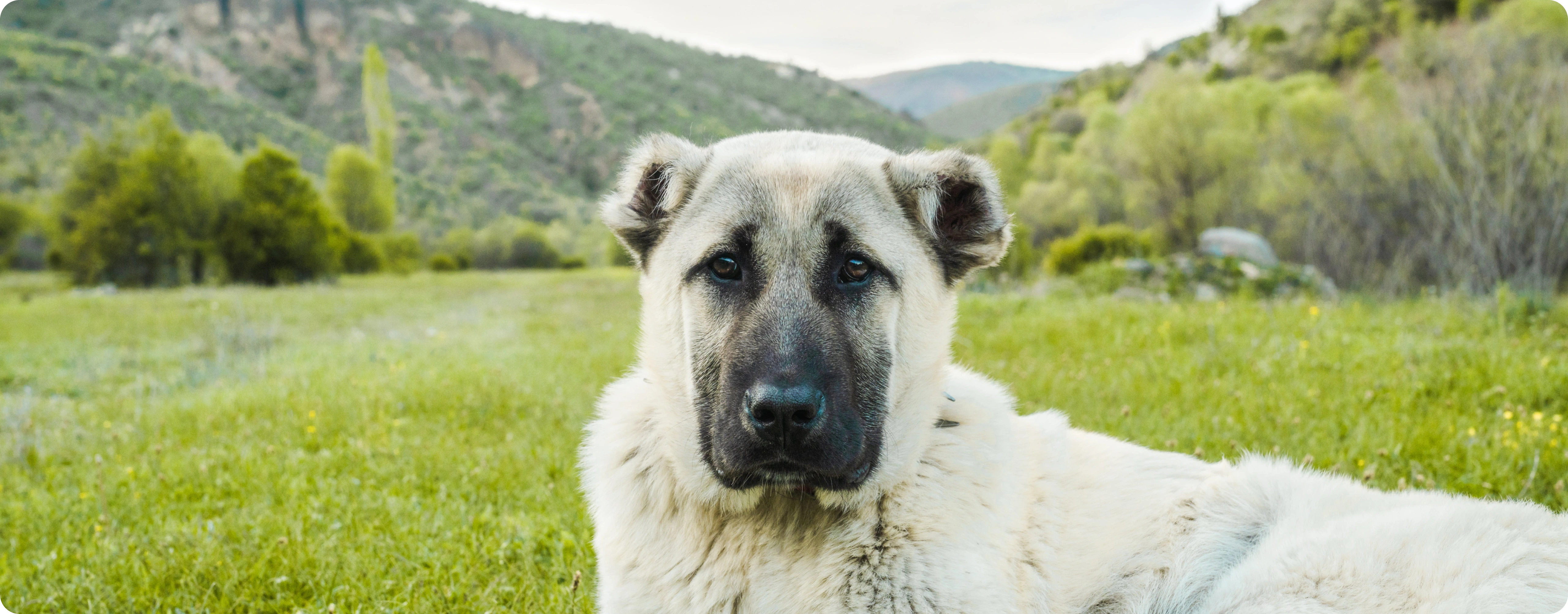Anatolian Shepherd Dog