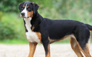 Appenzeller Sennenhund is energetic, intelligent, and loyal. A versatile working dog ideal for active homes with space and structure.