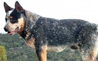 Australian Cattle Dog is intelligent, hardworking, and loyal. A compact herder built for endurance, agility, and strong owner bonds.