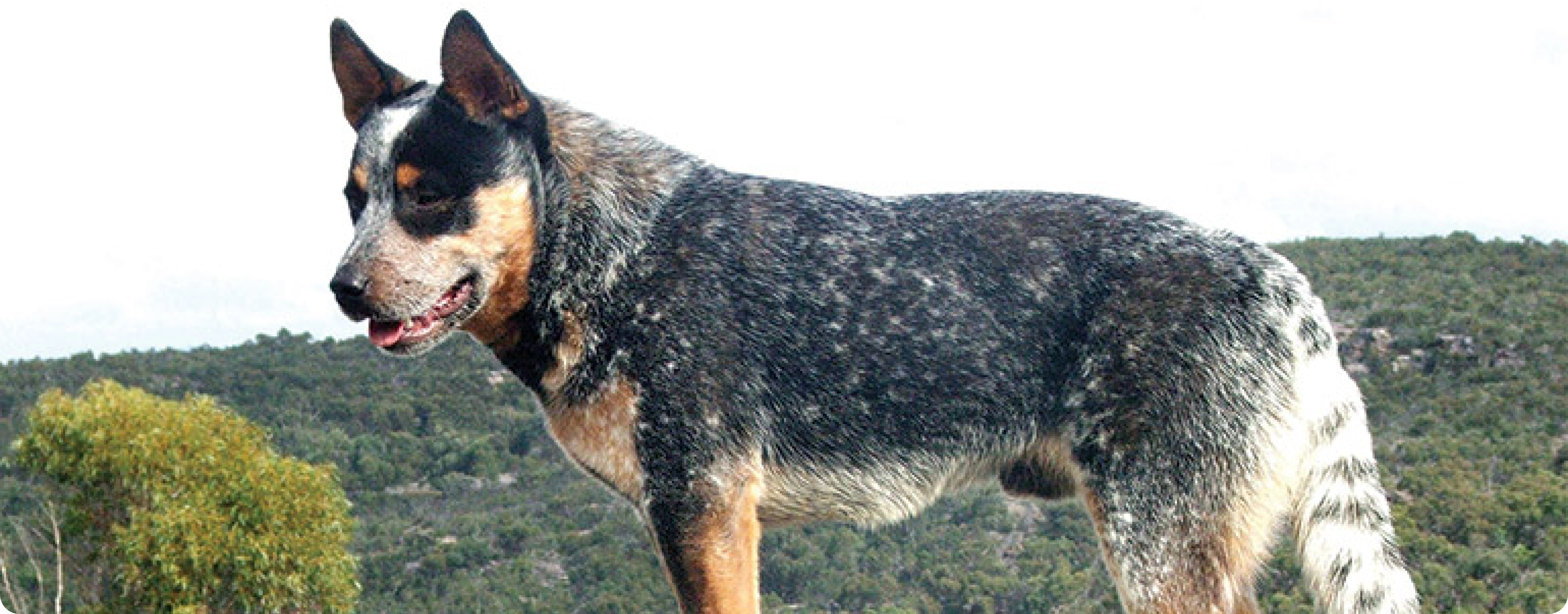 Australian Cattle Dog