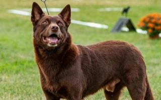 Learn about the Australian Kelpie – an agile, tireless working dog known for intelligence and loyalty. Ideal for active owners and farm life. Discover care and training tips.