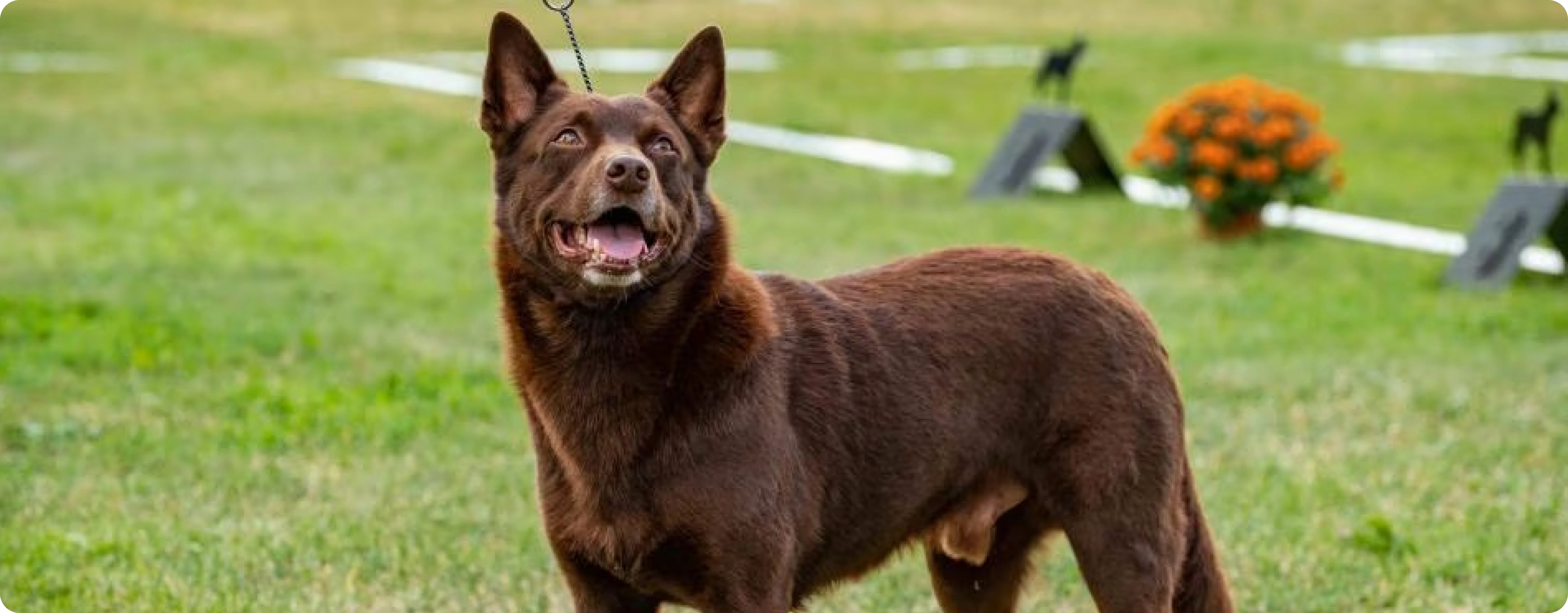 Australian Kelpie