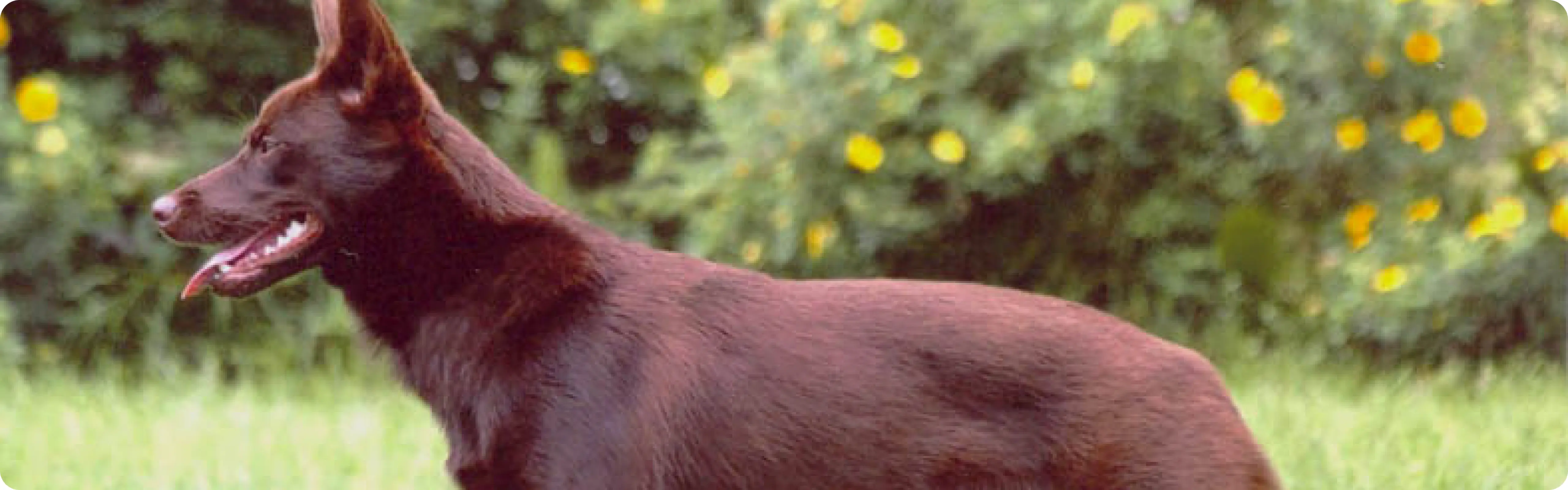 Australian Kelpie