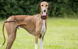 Azawakh is a lean, dignified sighthound bred for speed and endurance. Ideal for experienced owners who value quiet, sensitive companions.
