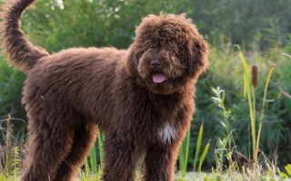 Barbet is an affectionate, intelligent water dog with a curly coat. Ideal for active families who enjoy outdoor time and moderate grooming.