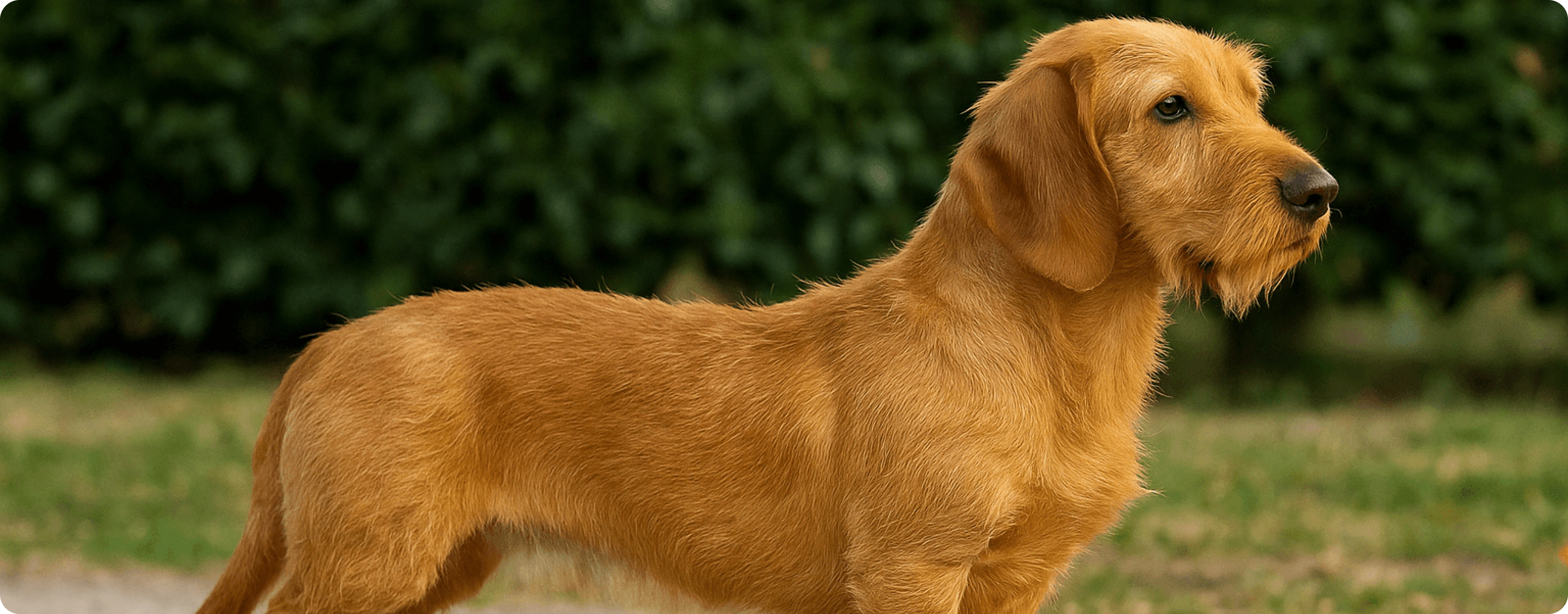 Basset Fauve de Bretagne