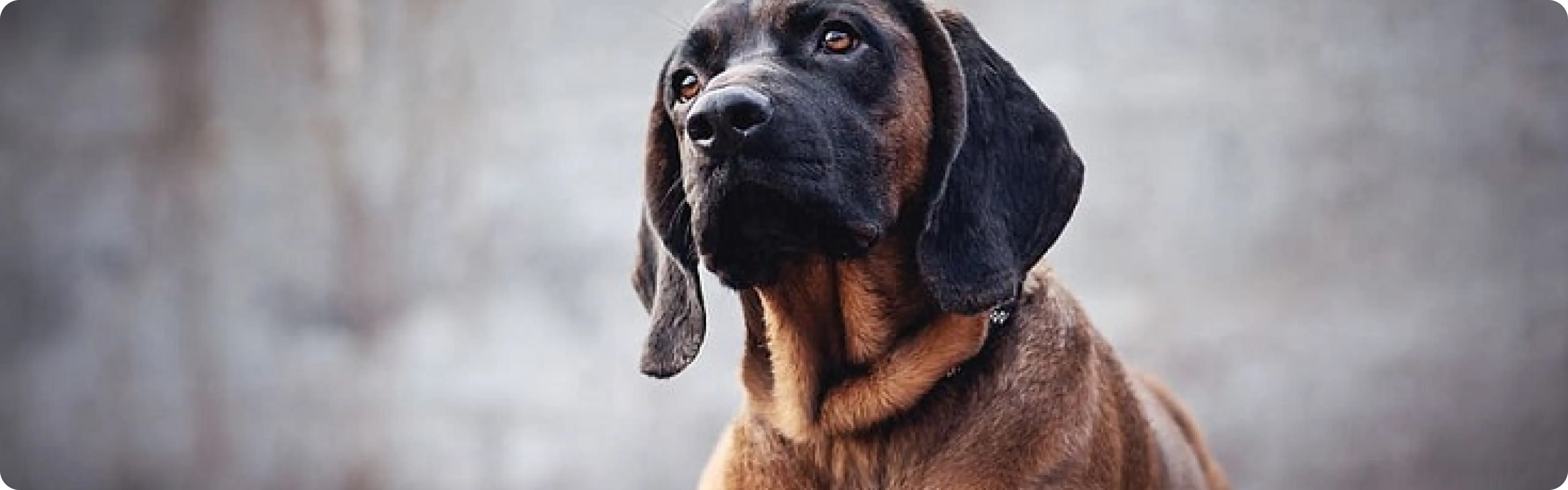 Bavarian Mountain Hound
