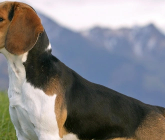 Beagle