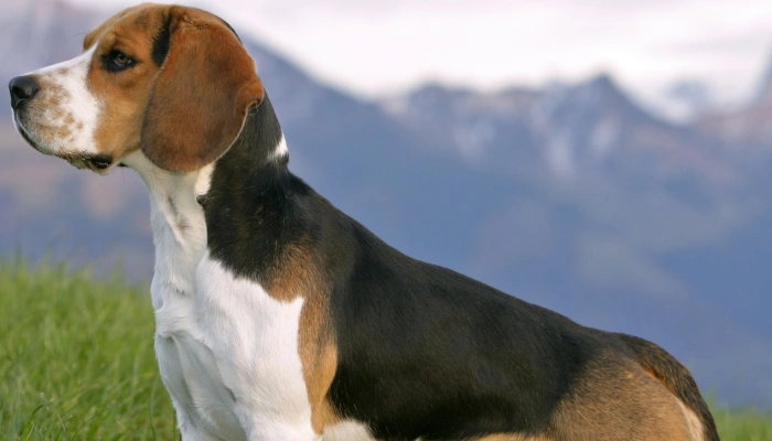 Beagle Dog Breed Information - Dogsy.ie