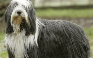 Bearded Collie is a joyful and clever herding dog with a shaggy coat and endless energy. Great for families who love activity and companionship.