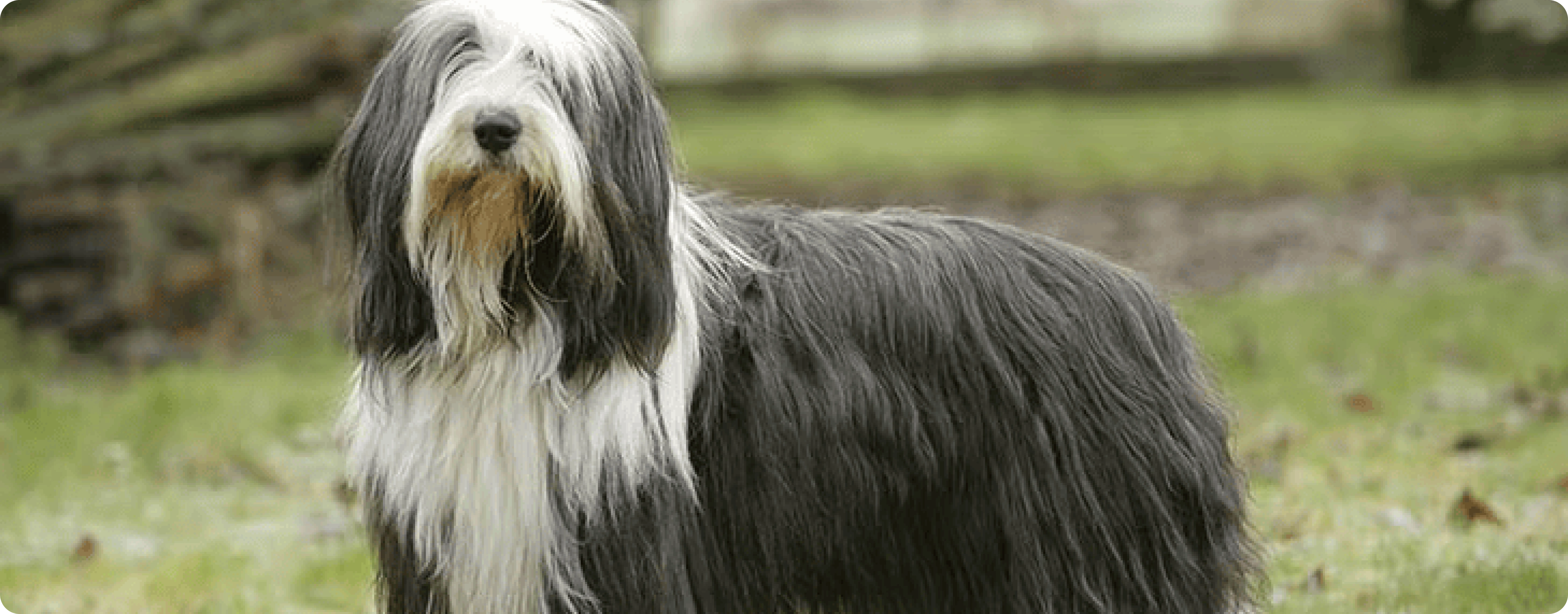 Bearded Collie