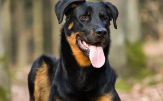 Beauceron is a powerful French herding breed with guarding instincts and a steady mind. Best for experienced owners who value structure.