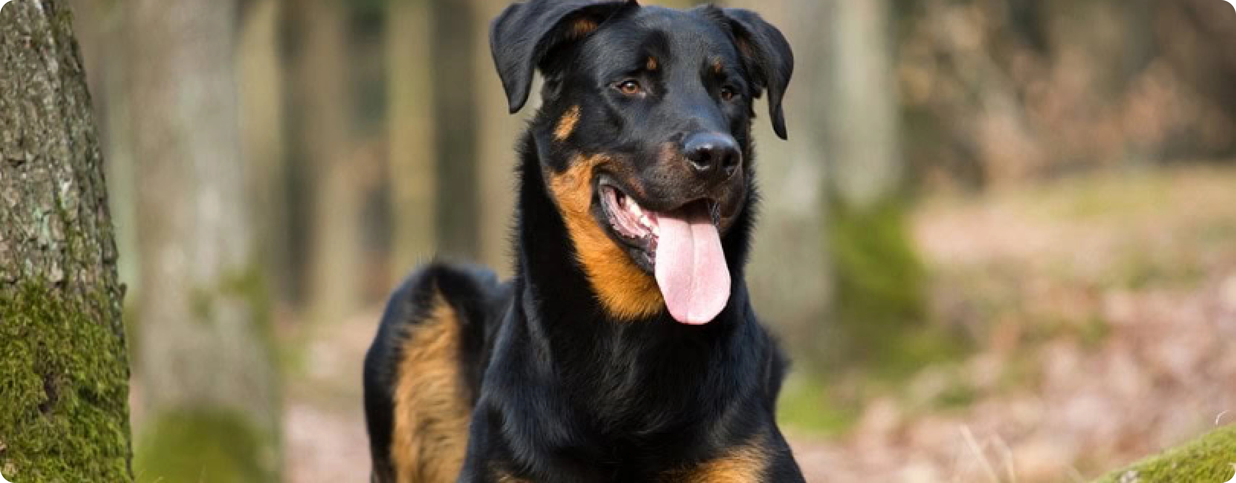 Beauceron