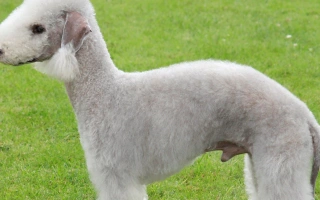 Bedlington Terrier is elegant, bold, and playful with a lamb-like look. Great for families seeking a fun, loyal, and low-shedding companion.