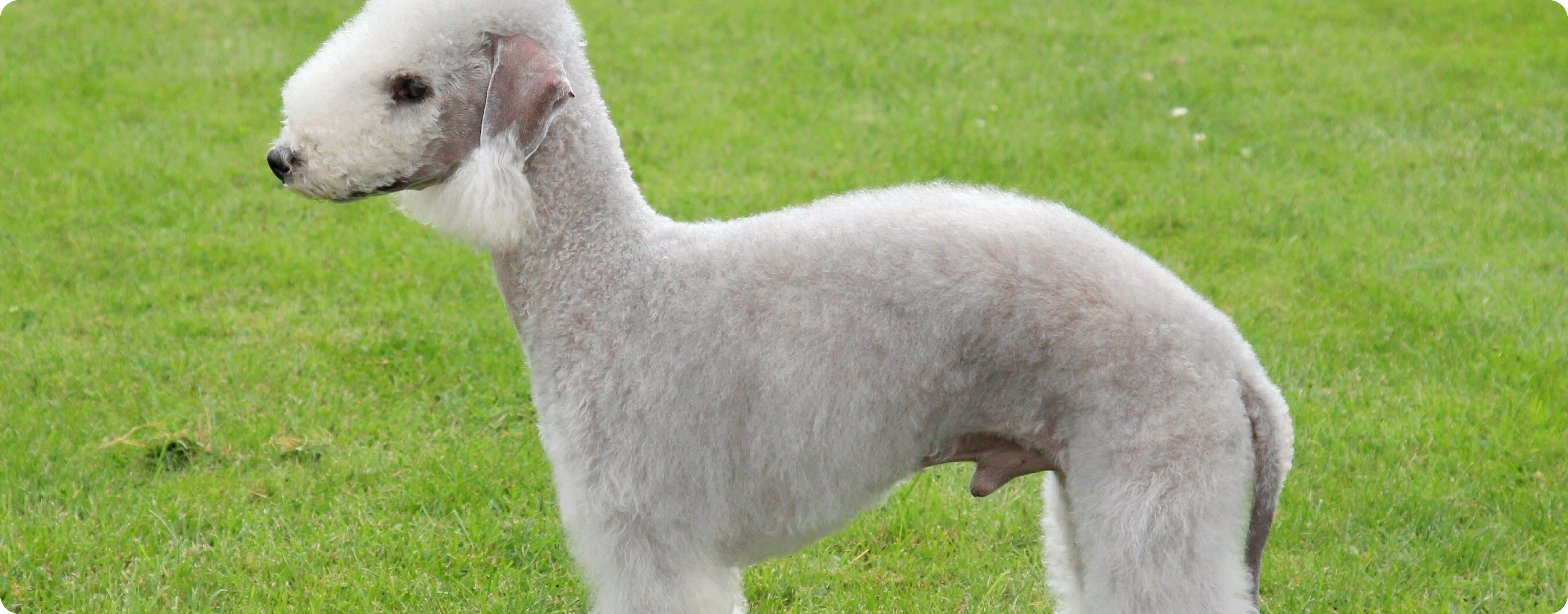 Bedlington Terrier