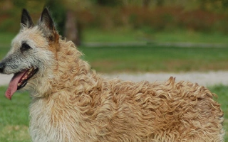 Belgian Laekenois is a rare, alert, and loyal herding dog with a wiry coat. Great for active owners seeking a protective, intelligent companion.