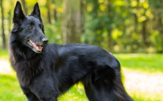 Belgian Sheepdog is a loyal, agile, and intelligent herder with a flowing black coat. Perfect for active owners seeking a sharp and devoted companion.