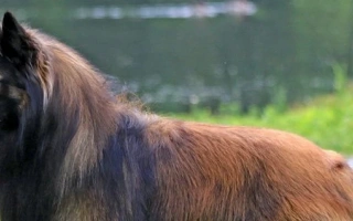 Belgian Tervuren is a beautiful, sharp-minded herder with a rich coat and loyal heart. Great for active families and experienced dog handlers.