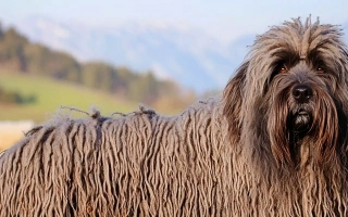 Bergamasco Sheepdog is calm, devoted, and known for its distinctive matted coat. Ideal for families seeking a low-shedding, loyal herding dog.
