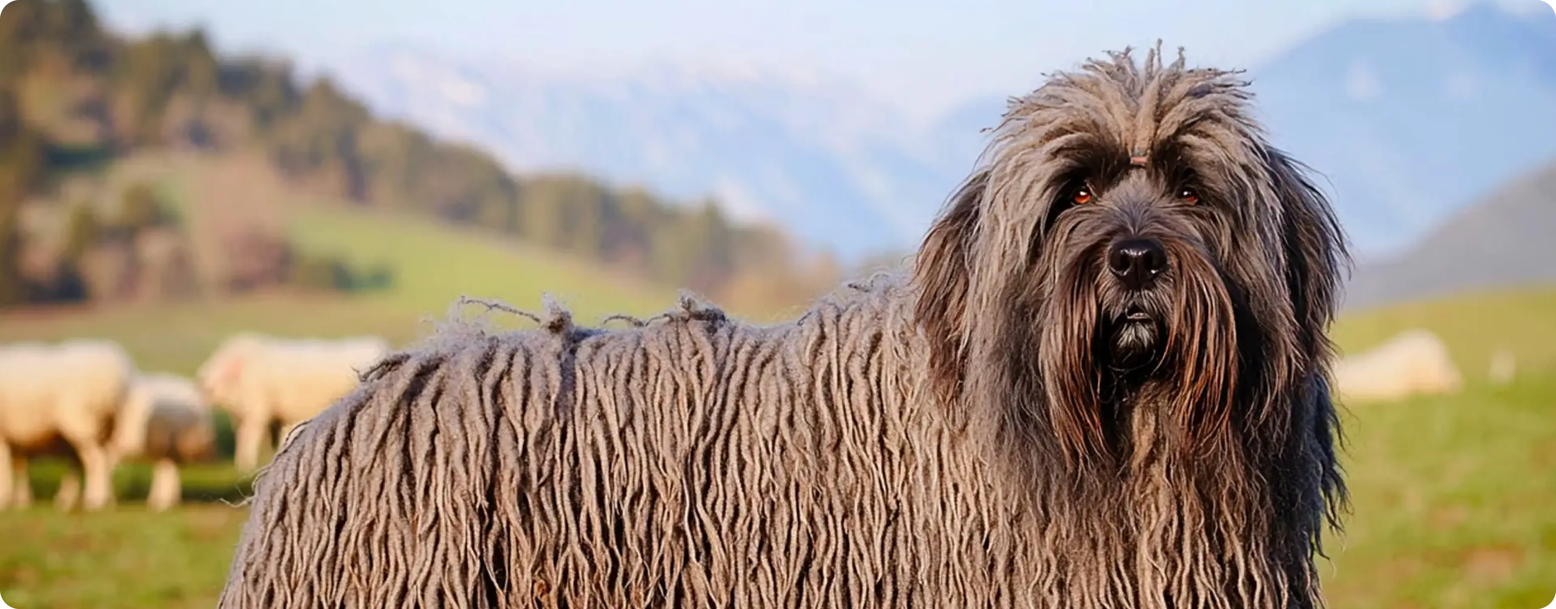 Bergamasco Sheepdog