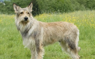 Berger Picard is a rustic, loyal herding dog with a tousled coat and lively spirit. Great for active owners seeking a rare, intelligent companion.