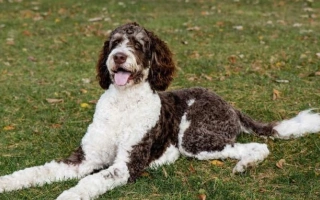 The Bernedoodle is a loving, playful mix of Bernese Mountain Dog and Poodle—low-shedding, smart, and great with families. Ideal for allergy-sensitive homes.