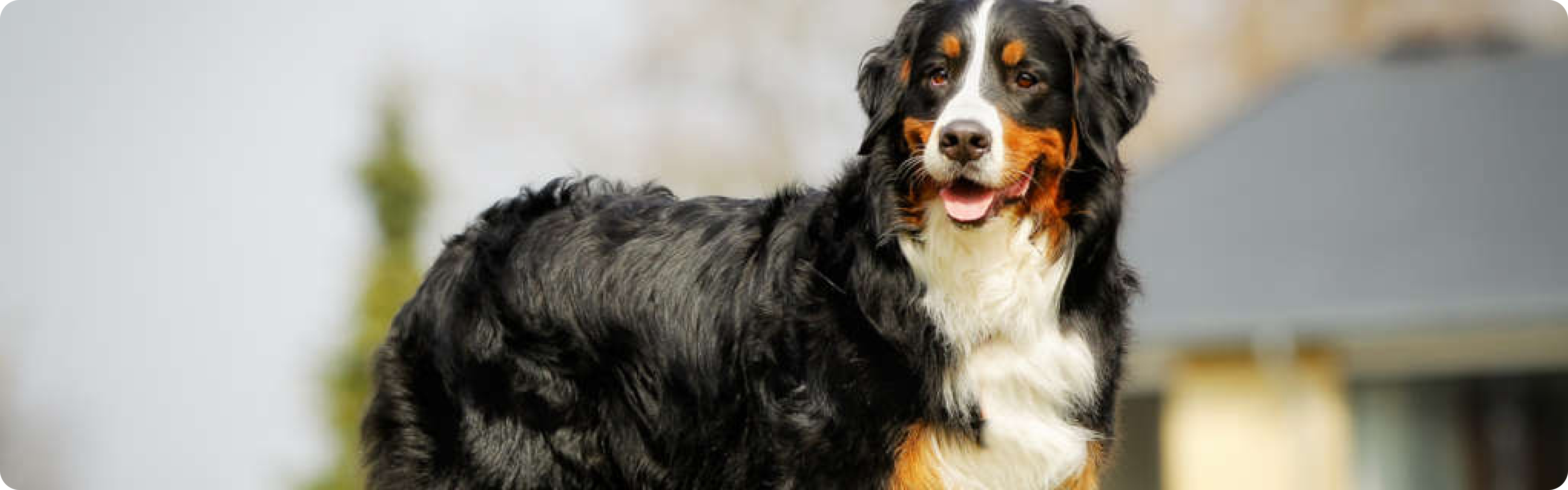 Bernese Mountain Dog
