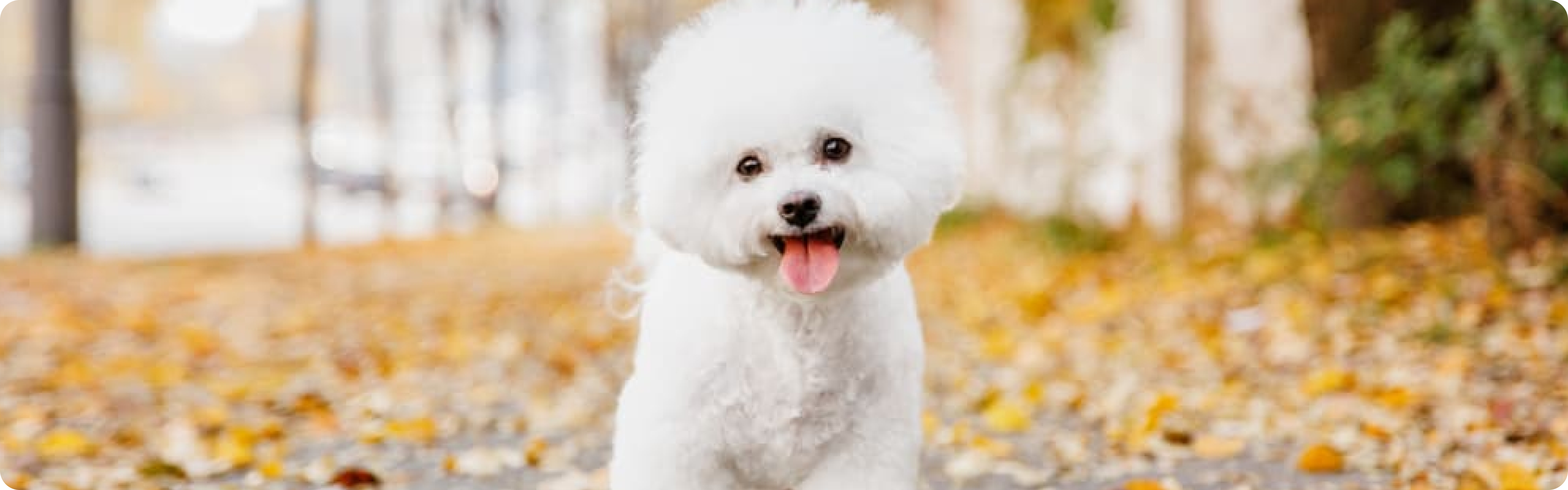 Bichon Frise