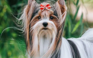 Get to know the Biewer Terrier – a joyful, tri-colored toy breed with a silky coat and affectionate personality. Learn about grooming, lifestyle needs, and temperament.