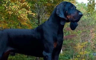 Black and Tan Coonhound is a bold, easygoing tracker with a melodic voice. Great for active owners who enjoy outdoor adventures with a loyal hound.