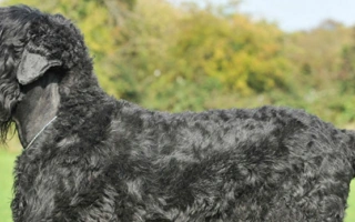 Black Russian Terrier is a bold, intelligent guardian with a dense black coat. Best for experienced owners seeking a loyal, working protector.