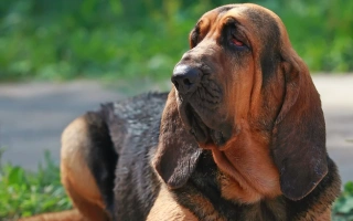 Bloodhound is a scent-tracking legend with a sweet temperament. Ideal for active owners who appreciate loyalty, droopy ears, and determination.