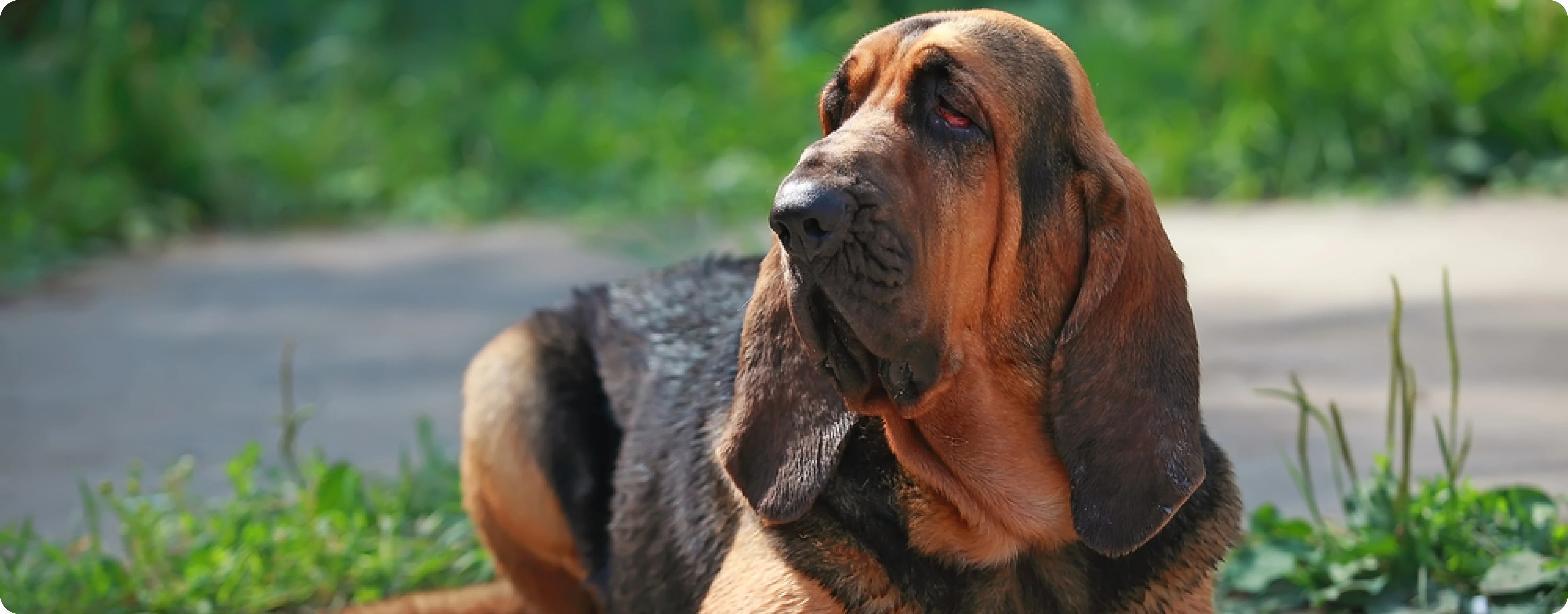 Bloodhound