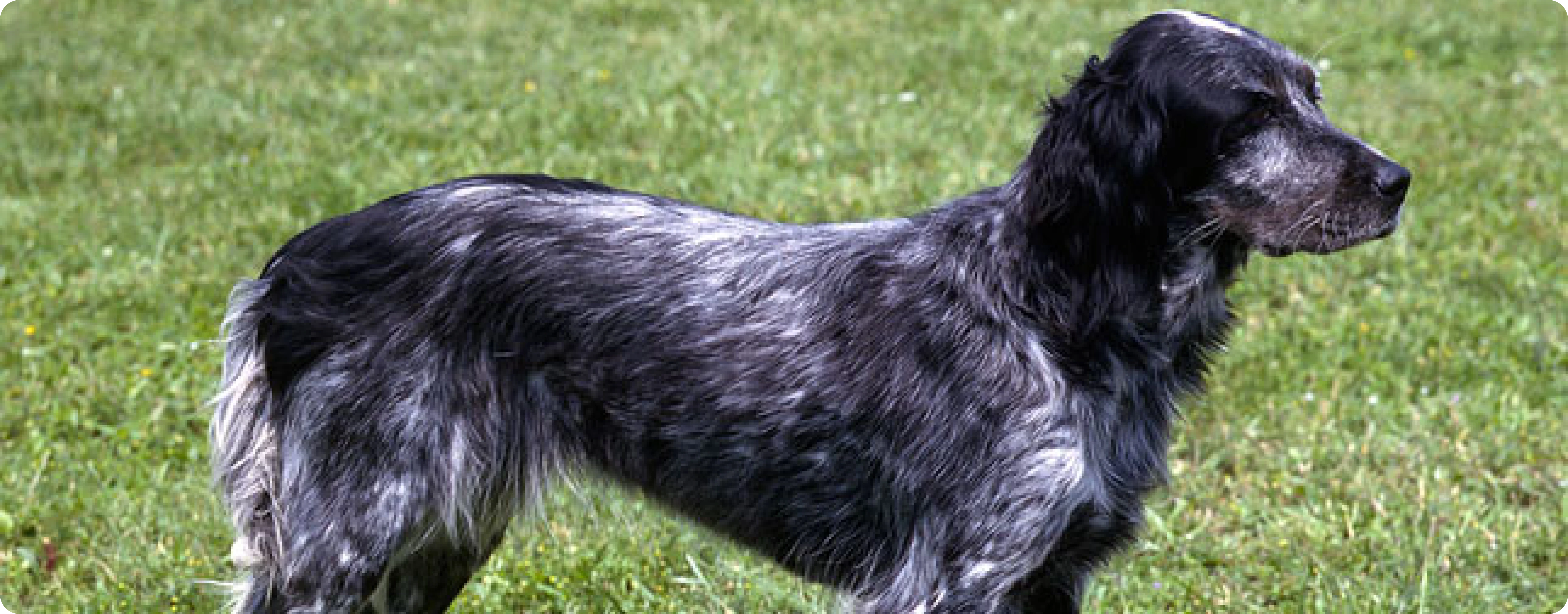 Blue Picardy Spaniel