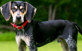 Bluetick Coonhound is a tenacious tracker with a melodic bay and striking coat. Ideal for active owners seeking a bold, affectionate companion.