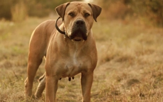 Boerboel is a fearless and loyal guardian from South Africa. Best for experienced owners seeking a confident, family-oriented protector.
